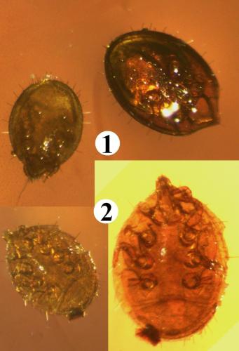 Uropoda sp.